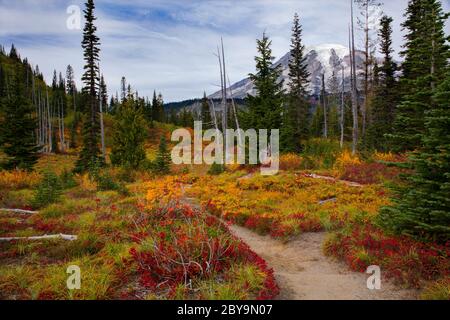 Magnifique feuillage d'automne le long d'un sentier de randonnée à Mt. Parc national de Rainier dans l'État de Washington Banque D'Images