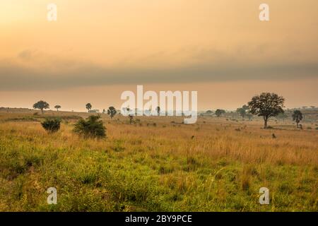 Un paysage à couper le souffle du parc national de Murchison Falls au lever du soleil, en Ouganda. Banque D'Images