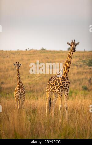 Une girafe de Rothschild avec un bébé ( Giraffa camelopaardalis rothschild) dans une belle lumière au lever du soleil, Murchison Falls National Park, Ouganda. Banque D'Images