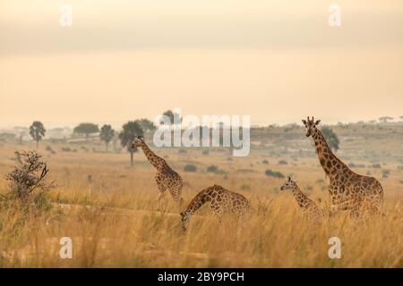 Une girafe de Rothschild ( Giraffa camelopaardalis rothschild) dans une belle lumière au lever du soleil, Murchison Falls National Park, Ouganda. Banque D'Images