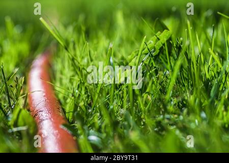 Jardin. Tuyau orange dans l'herbe. Arrosage des plantes. Espace de copie Banque D'Images