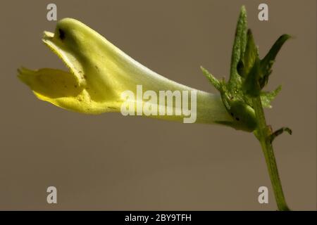 Fleur jaune, Medicago falcata leguminose Banque D'Images