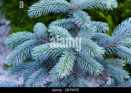 épinette bleue avec aiguilles bleues 2 Banque D'Images