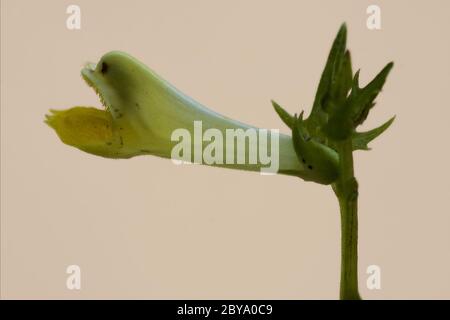 jaune medicago falcata leguminose Banque D'Images