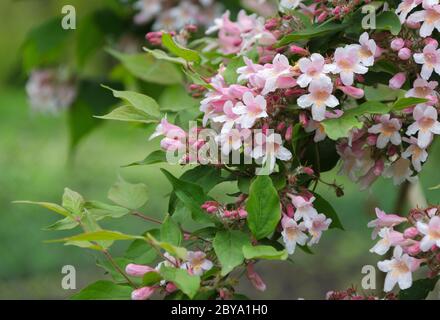Fleurs rose pâle de Kolkwitzia amabilis Banque D'Images