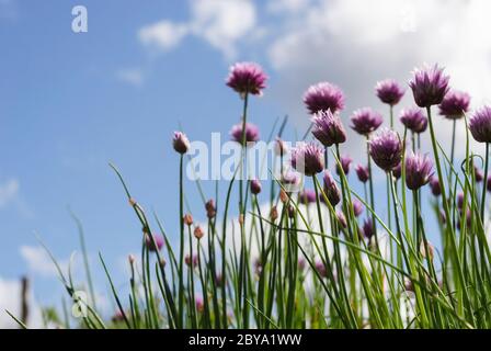 Fleurs d'oignon vert violet contre UN ciel bleu 3 Banque D'Images