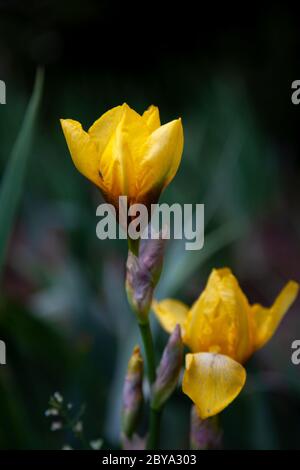 Bourgeons d'iris jaune dans le jardin. Fleur jaune gros plan. Banque D'Images