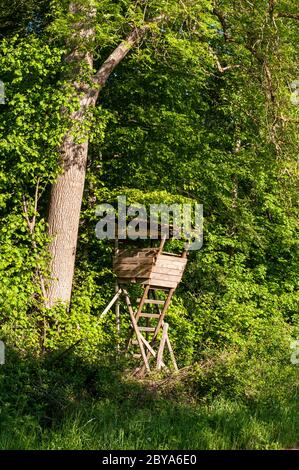 un stand de chasse surélevé dans une forêt de hêtres par beau temps Banque D'Images