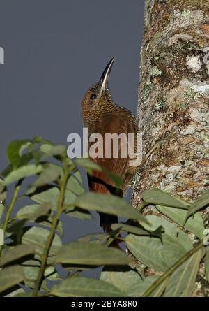 Le palantier à barque (Dendrocolaptes sanctutithomae sanctutithomae) adulte accroché au tronc des arbres Panacam, Honduras février 2016 Banque D'Images