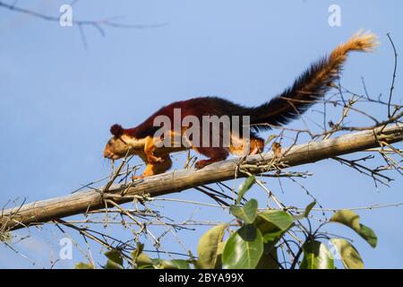 L'écureuil géant indien ou l'écureuil géant malabar (Ratufa indica) à l'intérieur du Parc national de Bandipur à Karnataka, Inde, Asie. Banque D'Images