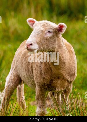 Un seul mouton court debout dans un champ. Lancashire Royaume-Uni Banque D'Images