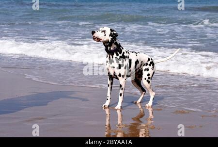 Dalmation chien de point courant, saut et debout dans la mer, plage de sable, vagues, Angleterre, Royaume-Uni Banque D'Images