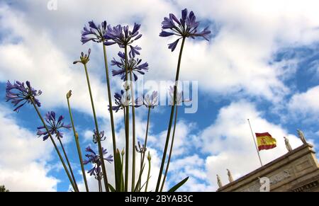 Agapanthus africanus fleurit près du bâtiment d'origine du siège de la banque Santander (Banco de Santander) drapeau national espagnol à mi-mât Espagne Banque D'Images