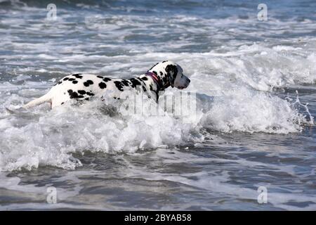 Dalmation chien de point courant, saut et debout dans la mer, plage de sable, vagues, Angleterre, Royaume-Uni Banque D'Images