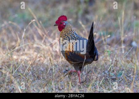 Le junglewhid gris (Gallus sonneratii) à l'intérieur du parc national de Bandipur à Karnataka, Inde, Asie. Banque D'Images