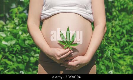 Ventre enceinte avec feuille de cannabis. Concentration sélective. Personnes. Banque D'Images