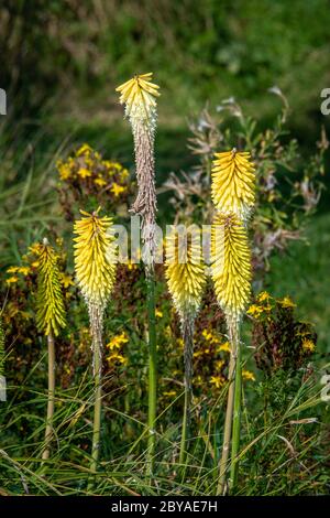 Un groupe de plantes de poker chaud rouge partiellement en fleur. Les plantes sont également appelées Kniphofia, tritoma, nénuphars, knofflers ou usine de poker Banque D'Images