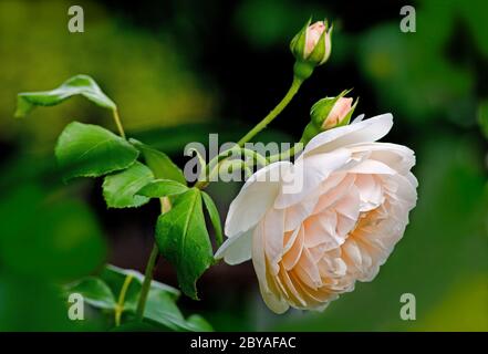 Fleur de rose Lichfield Angel par David Austin Banque D'Images