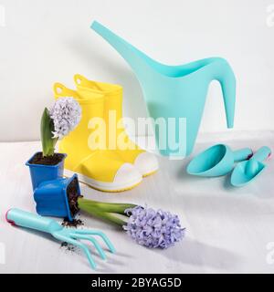 Bottes en caoutchouc jaune et bleu arrosoir avec un bouquet de fleurs de tulipes blanches et roses sur fond blanc. Les accessoires de jardin. Banque D'Images