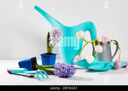 Arrosoir bleu avec un bouquet de fleurs de tulipes blanches et roses sur fond blanc. Les accessoires de jardin. Banque D'Images