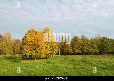 Arbres jaunes dans un champ vert Banque D'Images