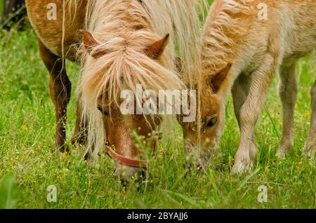 Un très petit et mignon petit foal d'un poney de shetland de châtaignier, près de sa mère paître dans le pré Banque D'Images