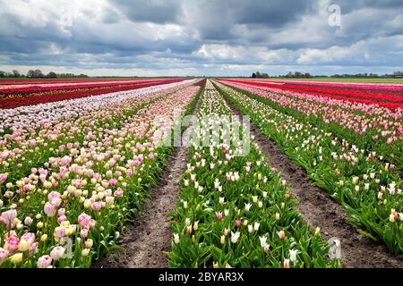 Rangées de tulipes colorées en Hollande Banque D'Images