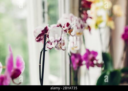 Gros plan sur une orchidée à pois blancs et violets. Accueil fleurs croissance. Jardinage passe-temps Banque D'Images