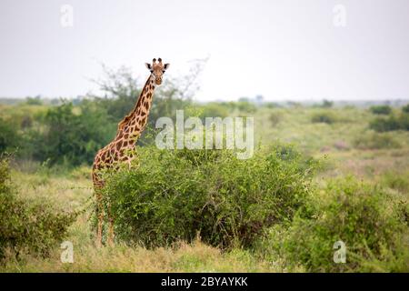 Giraffe se tient entre le buisson et les arbres dans la savane du Kenya Banque D'Images