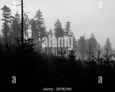 Silhouettes de jeunes et vieux conifères le jour de la brume. Image en noir et blanc. Banque D'Images