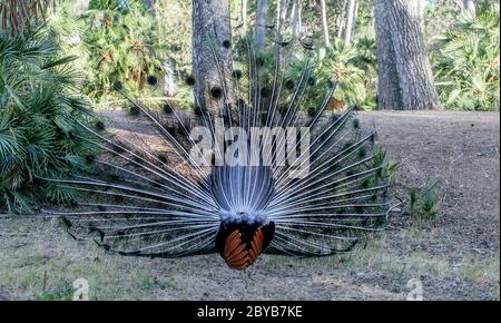 Dos de Peacock, queue colorée sur le fond du parc naturel au printemps. Banque D'Images