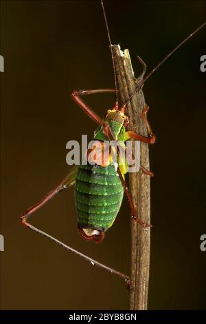 Gros plan sur le Tetigonidae Orthopterous de sauterelle Banque D'Images