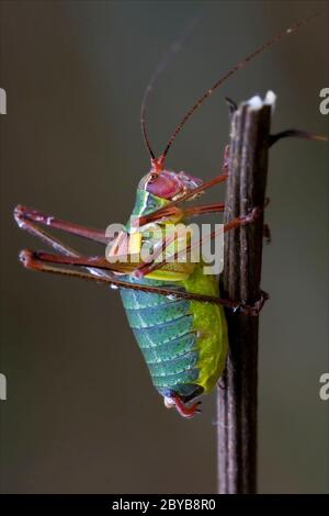 Tettigonidae Banque D'Images