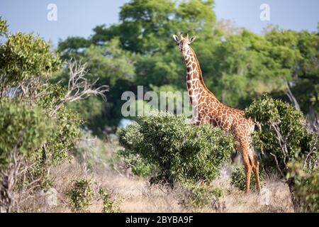 Giraffe se tient entre le buisson et les arbres dans la savane du Kenya Banque D'Images