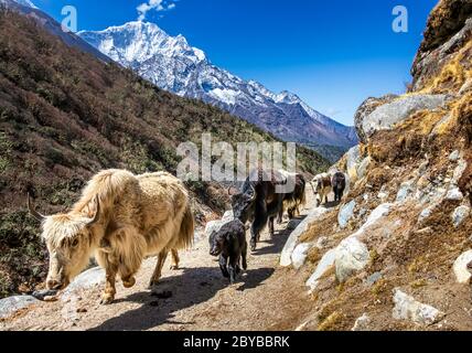 Des yaks blancs et noirs sur le chemin de l'Everest base Camp. Région de l'Everest, Népal, Himalaya Banque D'Images