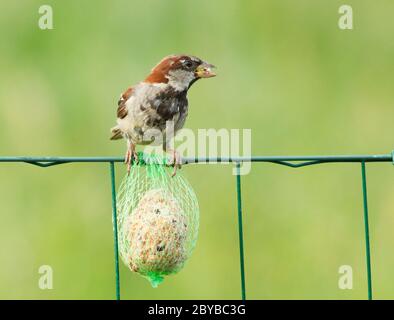 Un moineau est en train de manger Banque D'Images