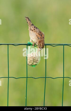 Un moineau est en train de manger Banque D'Images