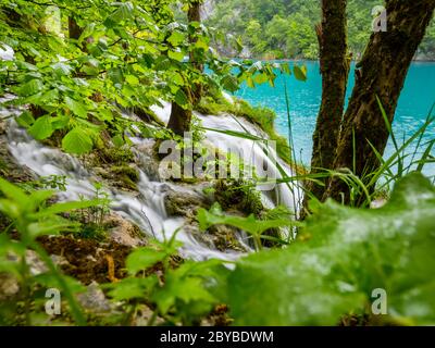 Lacs de Plitvice intensive vive Forêt verte en saison de printemps en Croatie Europe vide cascade rivière écoulement fluvial à travers le feuillage