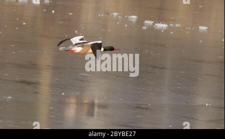 Un Goosander mâle vole Banque D'Images