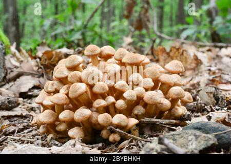 Groupe de très jeunes spécimens d'Armillaria tabescens ou de champignon du miel sans anneau dans la forêt de chênes, vue rapprochée, orientation horizontale Banque D'Images