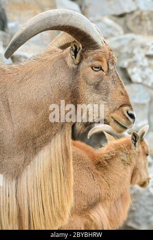 Portrait, profil de moutons barbares ou Ammotragus lervia, ou arrui ou aoudad, une espèce de capride originaire des montagnes rocheuses en Afrique du Nord, gros plan v Banque D'Images