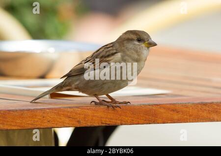 Moineau sur une table Banque D'Images