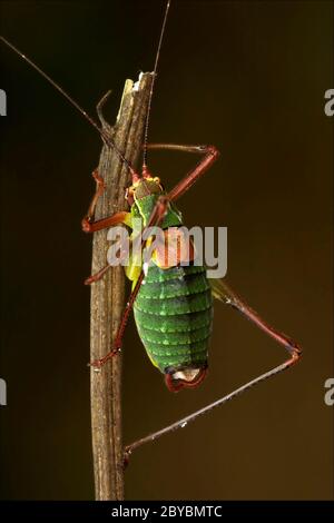 Gros plan de la sauterelle Tettigonidae sur Banque D'Images