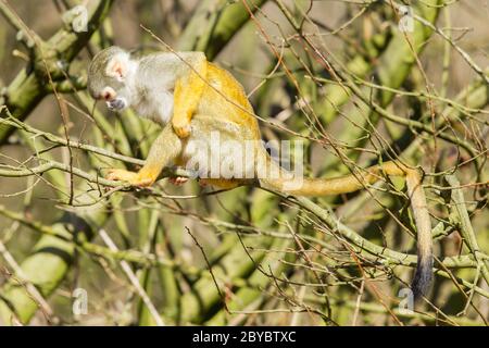 Singe écureuil (Saimiri boliviensis) Banque D'Images