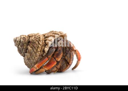 L'ermite isolé sur fond blanc Banque D'Images