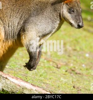 Swamp wallaby dans un zoo néerlandais Banque D'Images