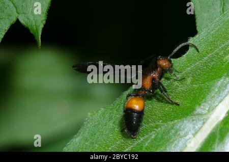 Velvet Ant, Sphaeropthalma pensylvanica, homme Banque D'Images