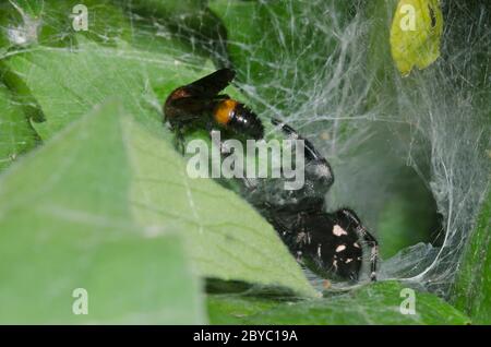 Velvet Ant, Sphaeropthalma pensylvanica, homme attaqué par Bold Jumping Spider, Phidippus audax, qui habitait le réseau de funnelweb araignée, famille AG Banque D'Images