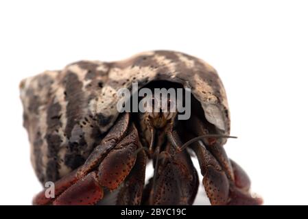 L'ermite isolé sur fond blanc Banque D'Images