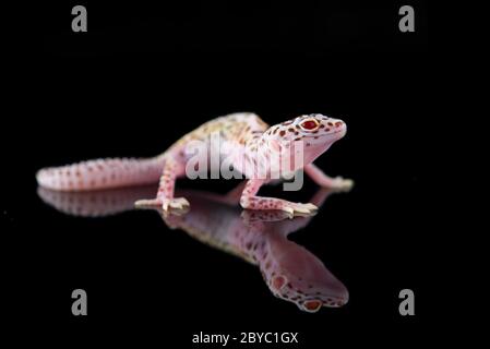 Le gecko léopard commun isolé sur fond noir Banque D'Images